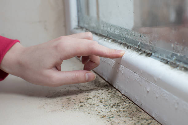 Best Industrial Mold Remediation  in Val Verde, CA